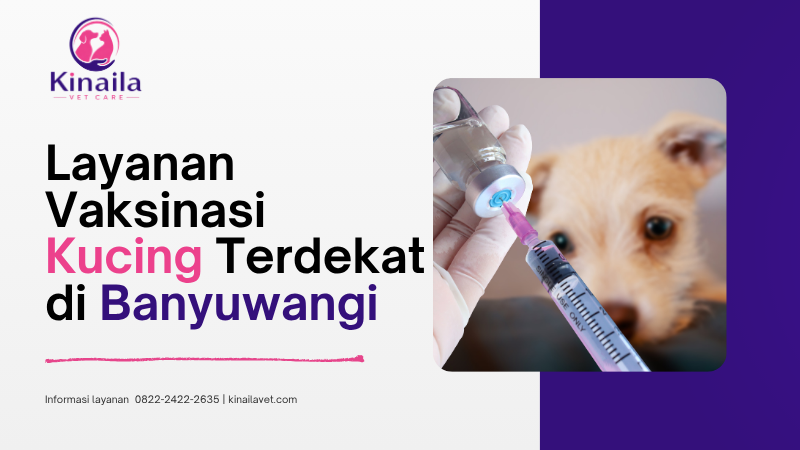 Layanan Vaksinasi Kucing Terdekat di Banyuwangi